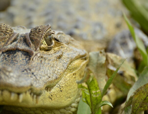 crocodile facing front image