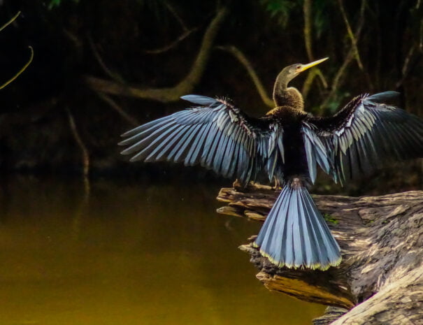 bird standing on fallen tree image