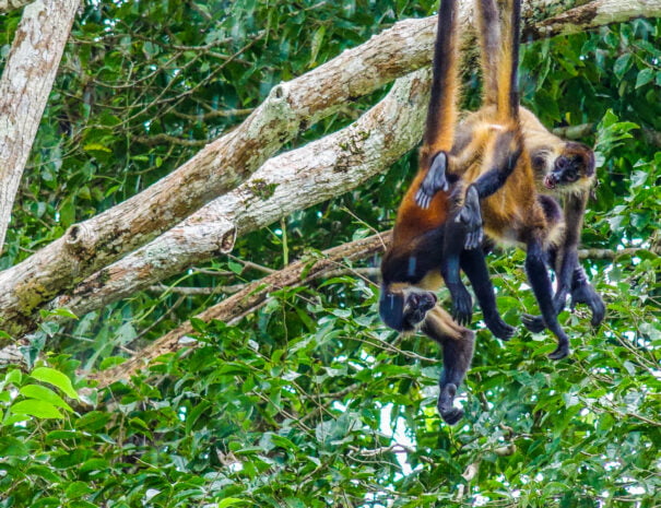 spider monkey playing on tree image