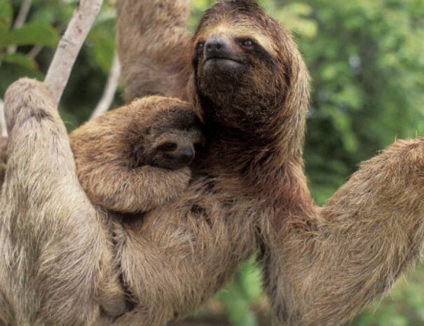 safari float tour sloth image