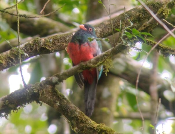 bird standing on a tree