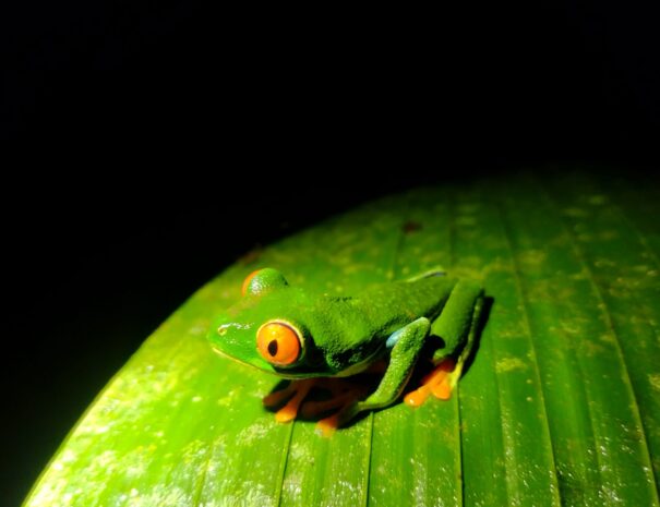 Colorful frog on a leaf