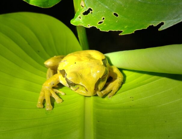 yellow frog standing on a leaf