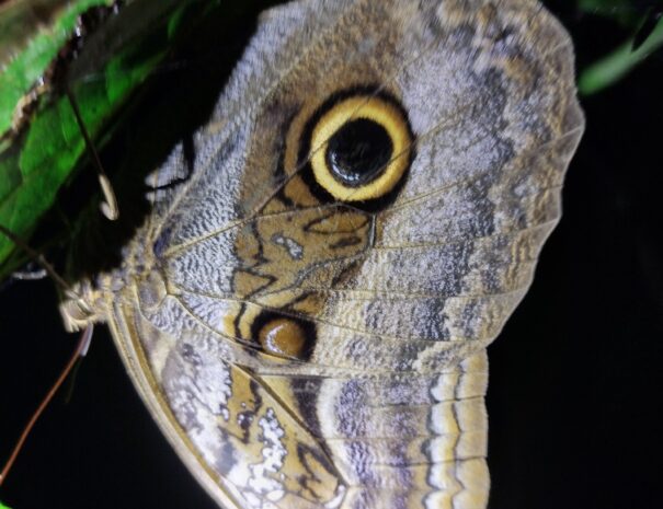 Butterfly hanging on a plant