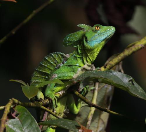 Emerald Basilisk