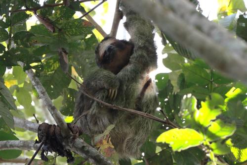 Three-toed Sloth