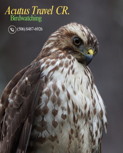 Acutus Travel - Birdwatching