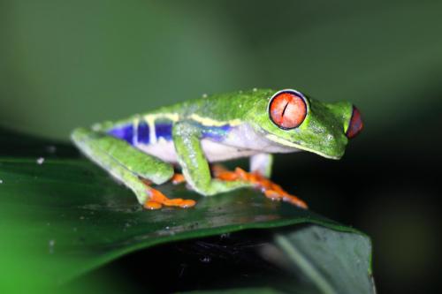 Red-eye Tree Frog