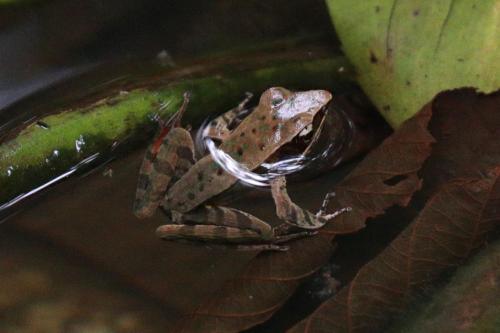 Brilliant Forest Frog 