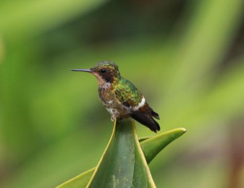 Female- Black Crested Coquette