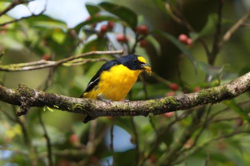 Yellow Throated Euphonia