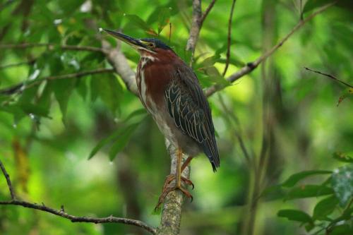 Green Heron