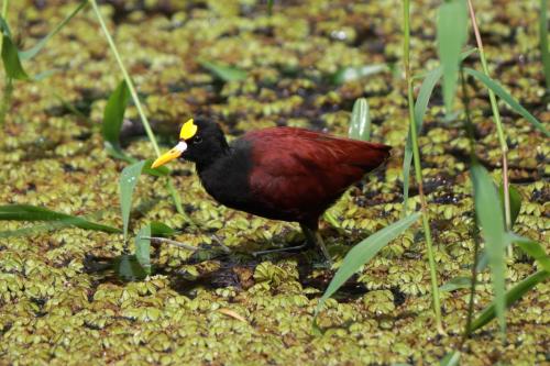 Northern Jacana