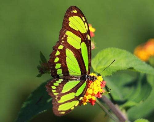 Malaquita Butterfly(Siproeta stelenes)