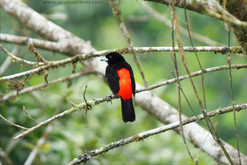 Scarlet-rumped Tanager 