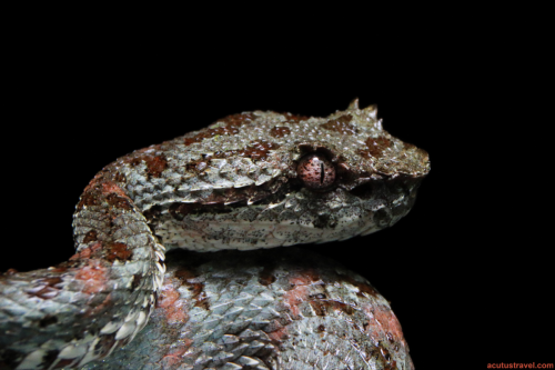 Eyelash-palm Pitviper