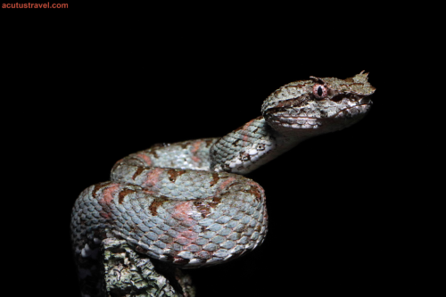 Eyelash-palm Pitviper