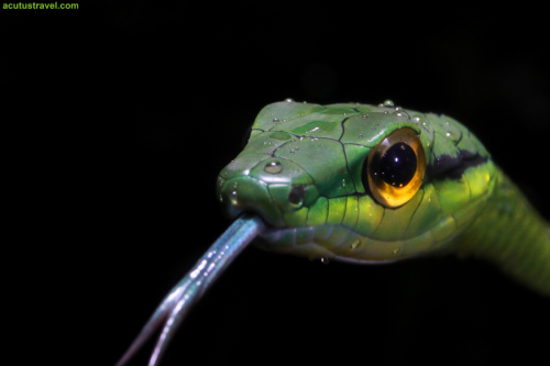 Western Parrot-Snake