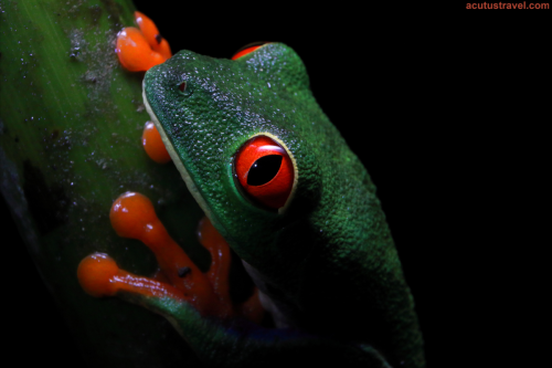 Red Eyed Tree Frog