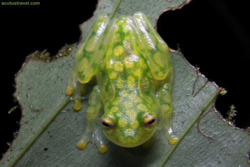 Reticulated Glass Frog