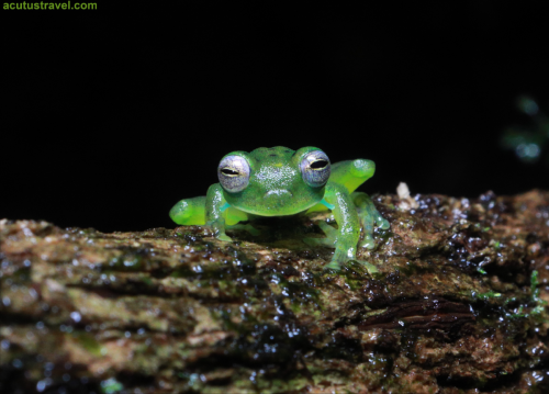 Emerald Glass Frog