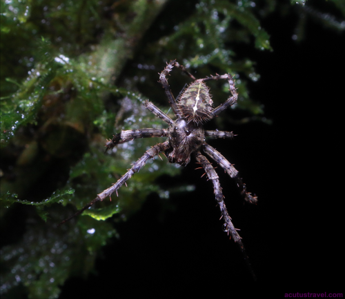 Tropical Orb Weaver