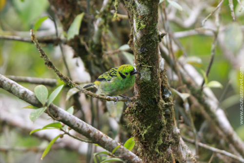 Emerald Tanager